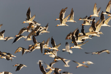A flock of black skimmer (Rynchops niger) in flight at the coastline.