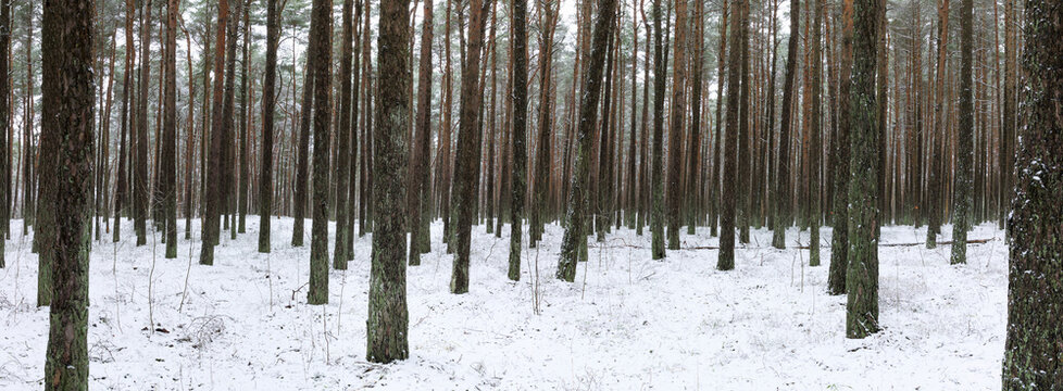 Scenics of snowy forest at winter