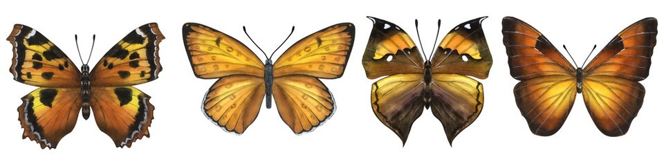 Beautiful orange butterflies. Hand-drawn watercolor illustration isolated on white background. Can be used for card, poster, stickers, scrapbook