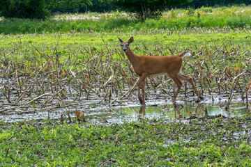 White-tailed Doe Deer In Last Year's Wet Cornfield