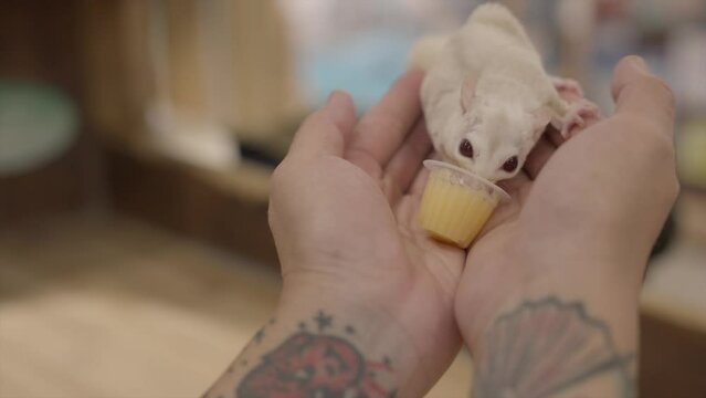 This video shows tattooed hands holding a sugar glider and petting it gently while it eats from a snack cup.