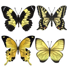 Fototapeta na wymiar Beautiful yellow butterflies. Hand-drawn watercolor illustration isolated on white background. Can be used for card, poster, stickers, scrapbook