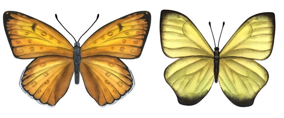 Beautiful yellow-orange butterflies. Hand-drawn watercolor illustration isolated on white background. Can be used for card, poster, scrapbook