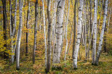 Fall colors in a birch grove along a county road in the Northwoods of Wisconsin.  Vilas County, WI.