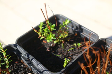 dziurawiec zwyczajny hypericum perforatum © Perovskia