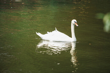 A white swan swims in a fresh water pond in the shade of trees in summer. A large white bird in a pond with a greenish tint of water.