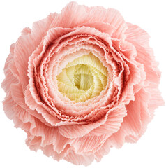 Isolated single paper flower ranunculus made from crepe paper - obrazy, fototapety, plakaty
