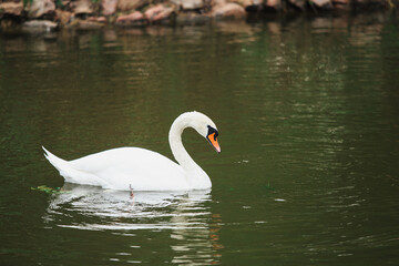 A white swan swims in a fresh water pond in the shade of trees in summer. A large white bird in a pond with a greenish tint of water.