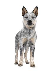 Naklejka na ściany i meble Sweet Cattle dog puppy, standing facing front. Looking fierce towards camera. Isolated cutout on transparent background. Mouth closed.