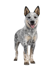 Sweet Cattle dog puppy, standing facing front. Looking fierce towards camera. Isolated cutout on...