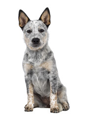 Sweet Cattle dog puppy, sitting up facing front. Looking sweet towards camera. Isolated cutout on transparent background. Mouth closed.