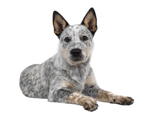 Sweet Cattle dog puppy, laying down side ways on wdge. Looking fierce towards camera. Isolated cutout on transparent background. Mouth closed. - obrazy, fototapety, plakaty
