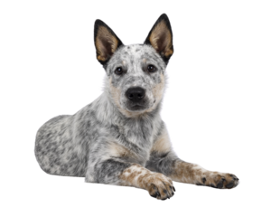 Sweet Cattle dog puppy, laying down side ways on wdge. Looking fierce towards camera. Isolated cutout on transparent background. Mouth closed.