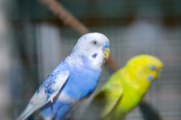 LoveBirds, LOVE BIRDS