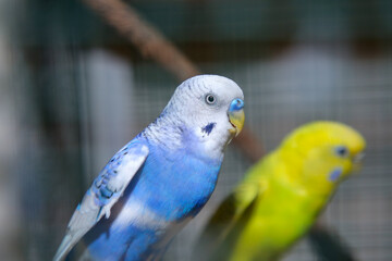 LoveBirds, LOVE BIRDS