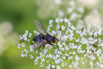 Tachinid fly (Tachinidae sp). Parasitoids of other insects. The larvae control plant pests. A fly on a flower.