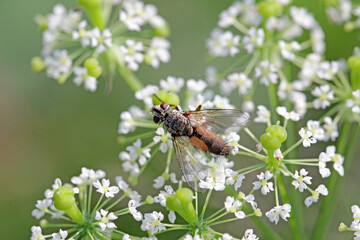 Tachinid fly (Tachinidae sp). Parasitoids of other insects. The larvae control plant pests. A fly on a flower.