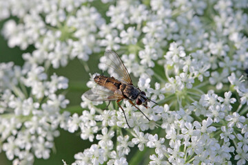 Tachinid fly (Tachinidae sp). Parasitoids of other insects. The larvae control plant pests. A fly on a flower.