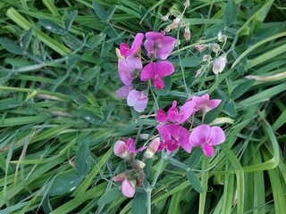 Lathyrus odoratus, common name sweet pea