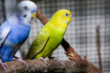 LoveBirds, LOVE BIRDS