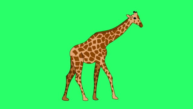 Animation giraffe isolate on green screen.