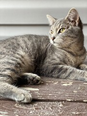Fototapeta na wymiar Grey Kitten On The Porch