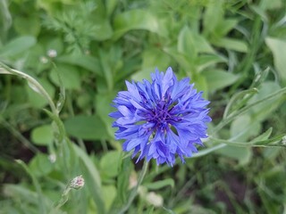 Centaurea cyranus commonly known as cornflower or bachelors button, blue blooming wild flower in summer