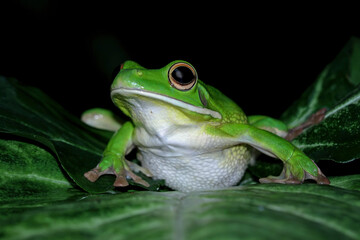 White lipped tree frog on leaves, closeup green tree frog, animals closeup