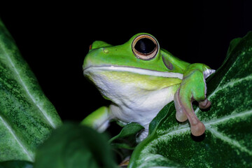 White lipped tree frog on leaves, closeup green tree frog, animals closeup