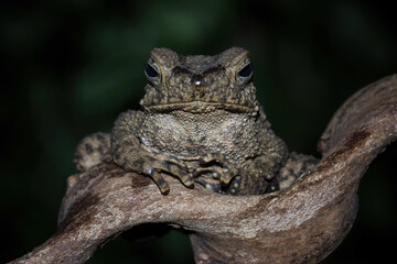 stone toad family closeup on branch, limnonectes macrodon