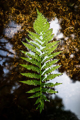 Magisches Farn im Wasser mit Spiegelung von Wolken © Carola Stober