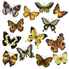 Fototapeta premium Beautiful colorful butterflies. Hand-drawn watercolor illustration isolated on white background. Can be used for card, poster, stickers, scrapbook