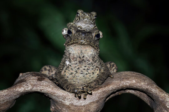 stone toad family closeup on branch, limnonectes macrodon