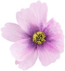 Obraz premium Isolated single cosmos paper flower made from crepe paper