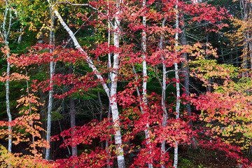 birch maple pine autumn fall foliage