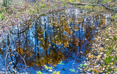 Reflection of trees with yellow leaves in dark water.