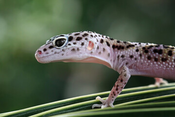 leopard gecko lizard on wood, closeup face gecko lizard, eublepharis macularius, animal closeup