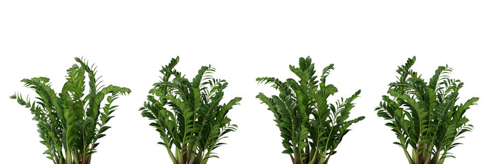 Nature and tropical forest concept. Green ZZ plant leaf isolated on transparent background. 3d rendering illustration. PNG format