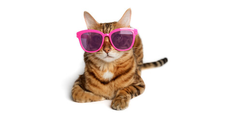 Funny red cat in pink glasses on a white background
