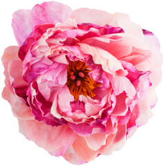Isolated single paper flower peony made from crepe paper © Elisabeth Cölfen