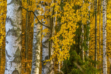 White birches on a yellow background in autumn .