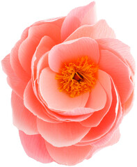 Isolated single paper flower peony made from crepe paper - 565403767