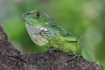 Baby green iguana on a tree trunk, animal closeup