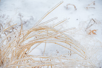 Dry grass blades, encased in ice