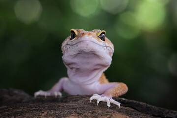 leopard gecko lizard on wood, closeup face gecko lizard, eublepharis macularius, animal closeup