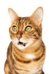 Studio shooting of Bengal cats, white background