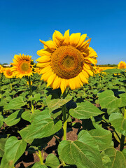 Large flower sunflower in a field under the sun