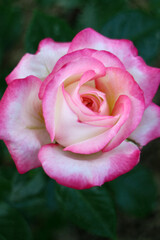 Rose With Pink - White Petals And Green Leaves