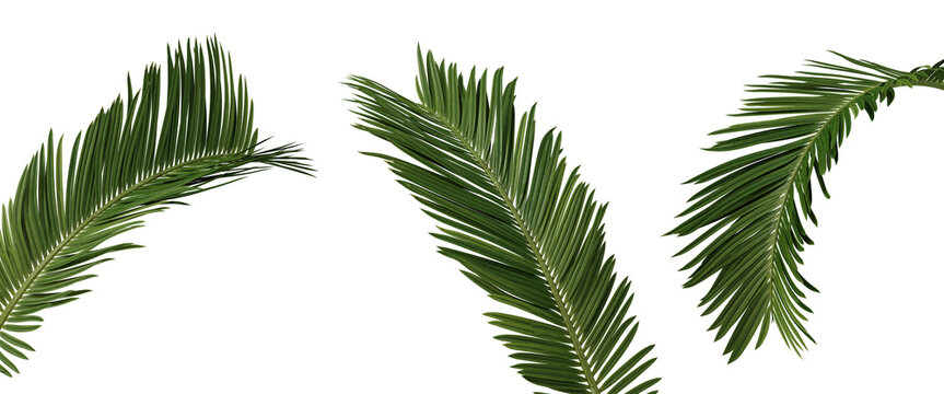 Nature and tropical forest concept. Green palm leaf isolated on transparent background. 3d rendering illustration. PNG format