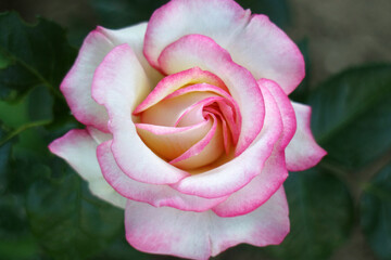 Rose With Pink - White Petals And Green Leaves
